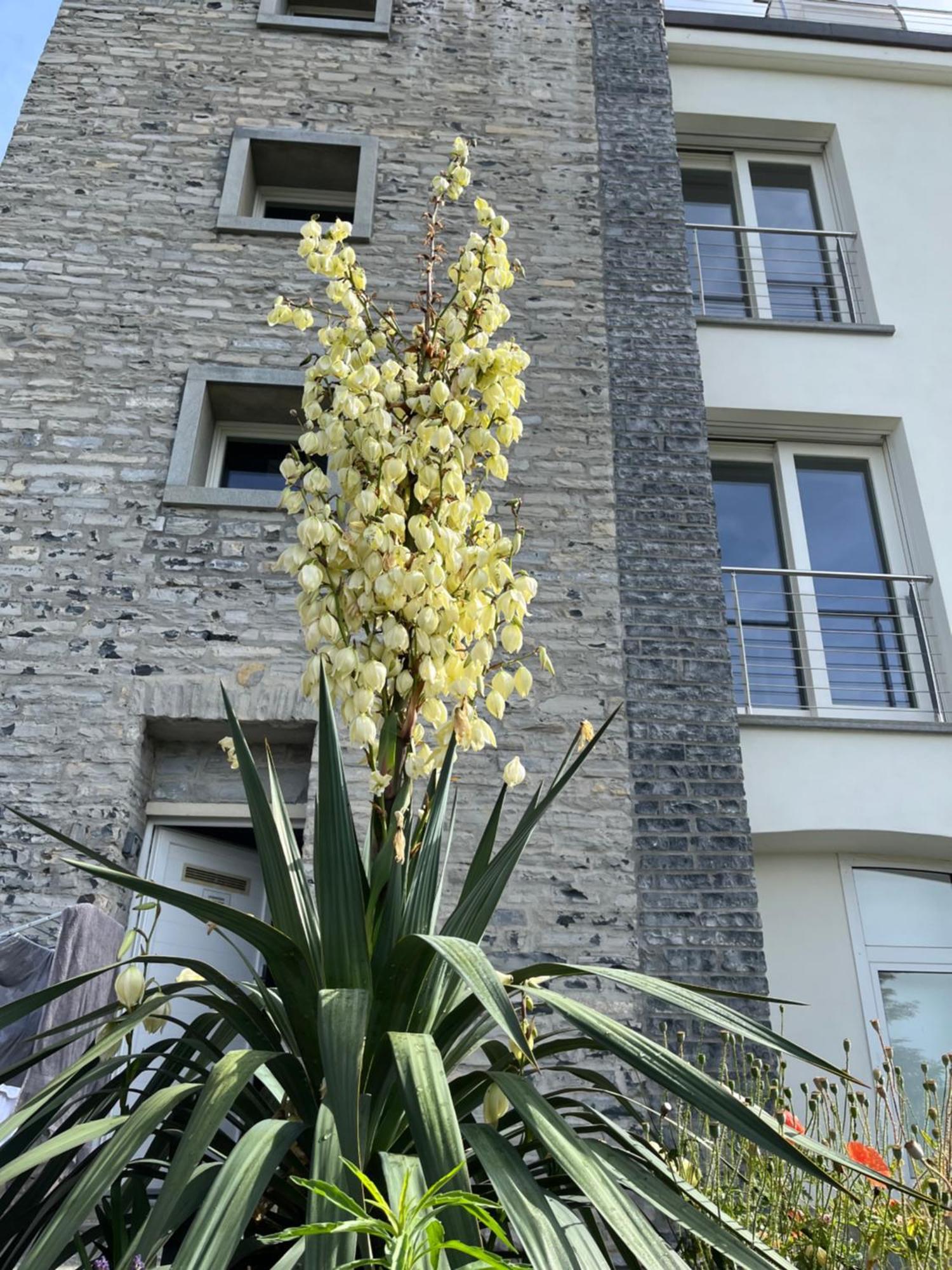 Penthouse - Villa Cardano Como Eksteriør bilde
